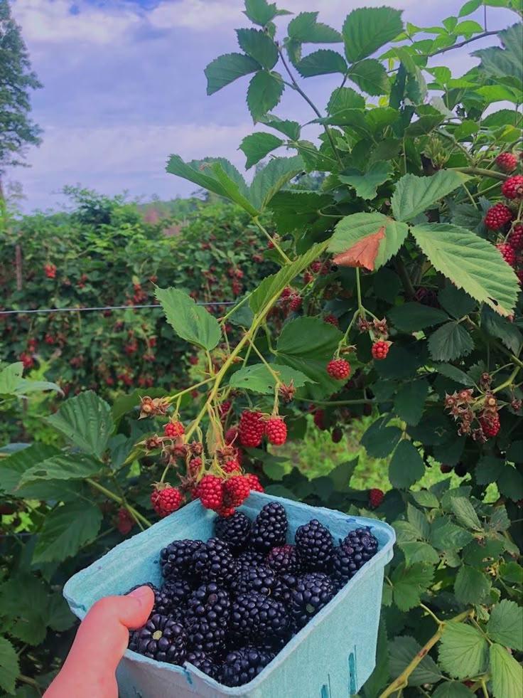 Field's Whisper: Exquisite Berry Variety